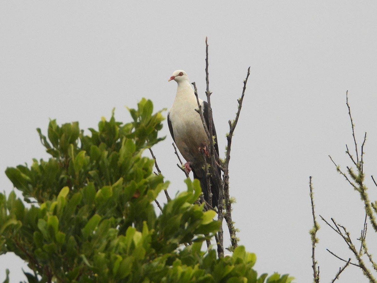 White-headed Pigeon - ML617817475