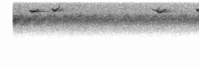 Grauflanken-Grasschlüpfer - ML617817512