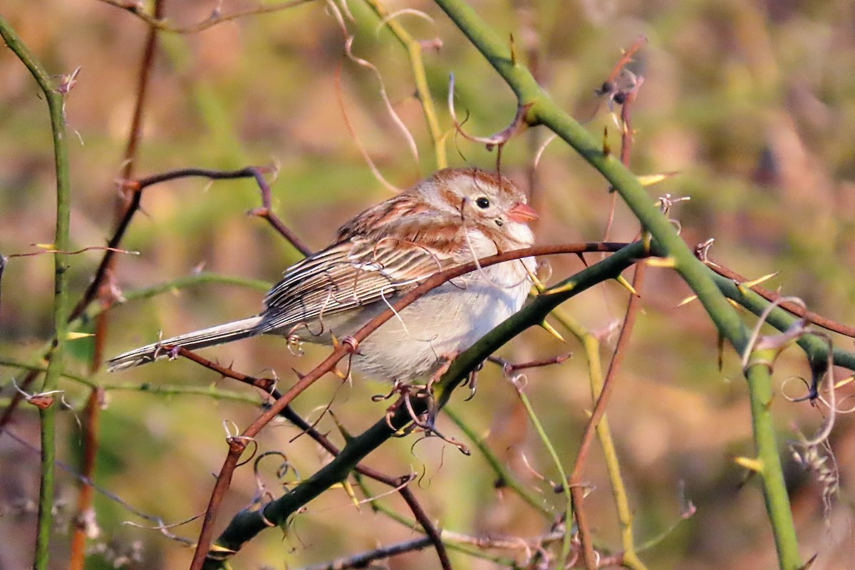 Field Sparrow - ML617817551