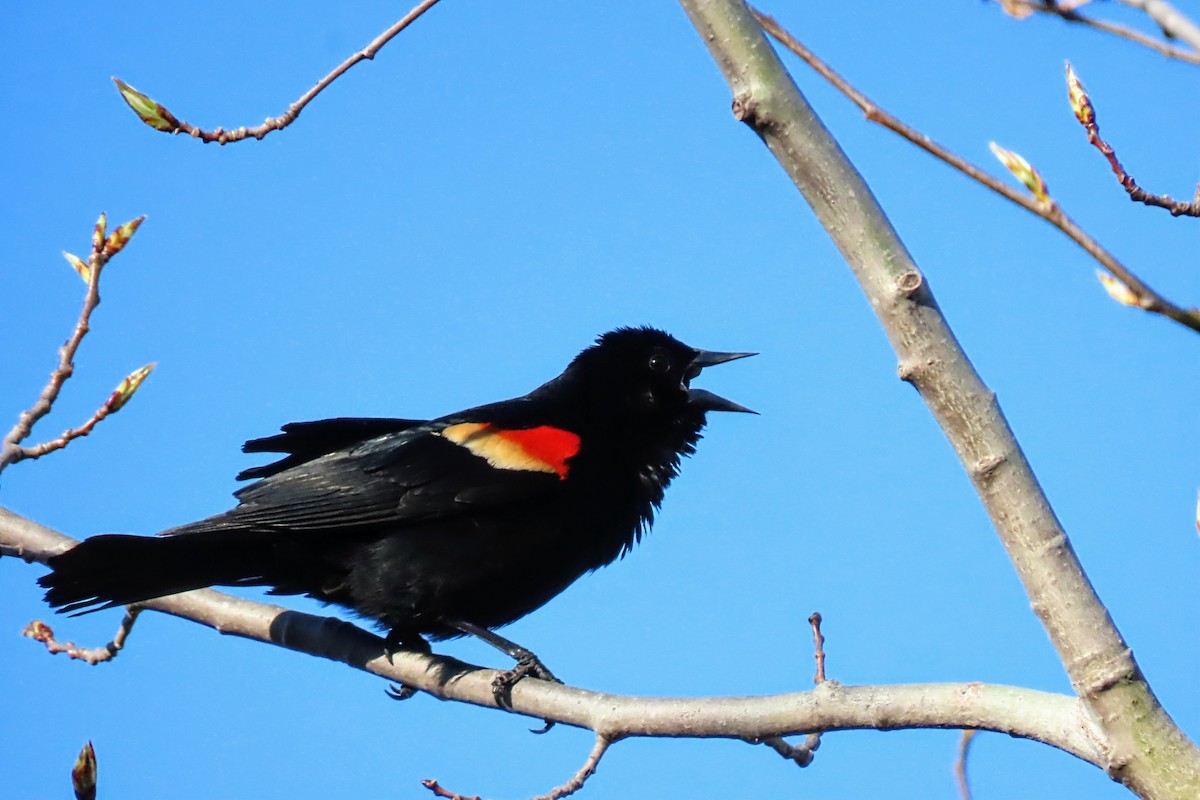 Red-winged Blackbird - ML617817553