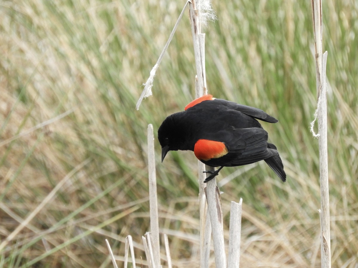 Red-winged Blackbird - Bear Jia