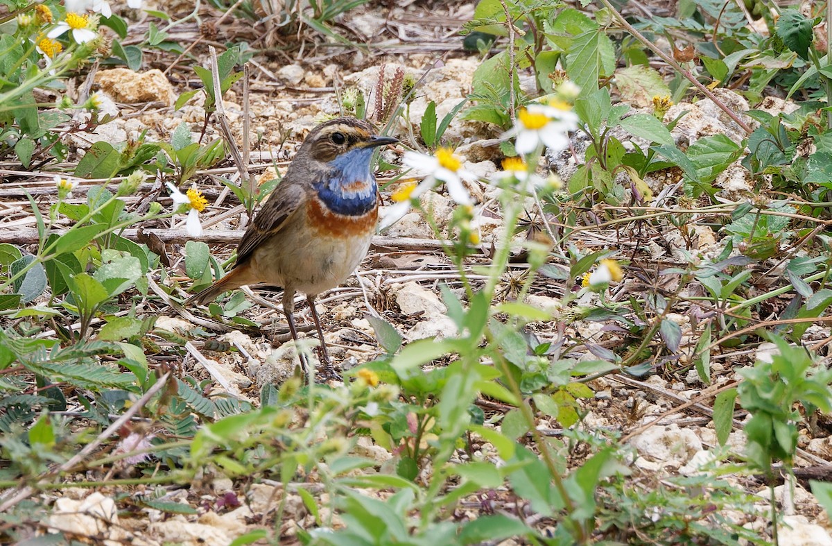 Bluethroat (Red-spotted) - ML617817642