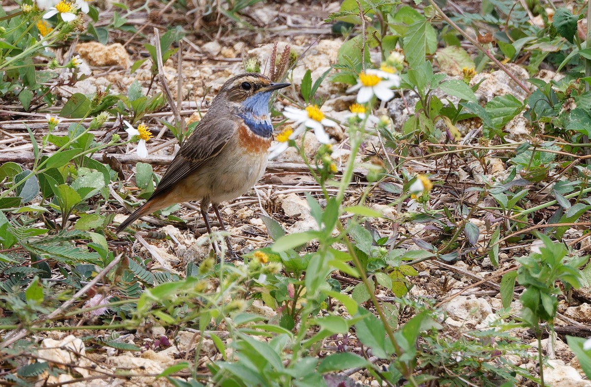 Bluethroat (Red-spotted) - ML617817643