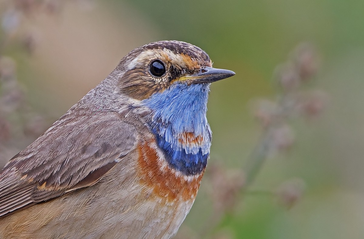 Bluethroat (Red-spotted) - ML617817644