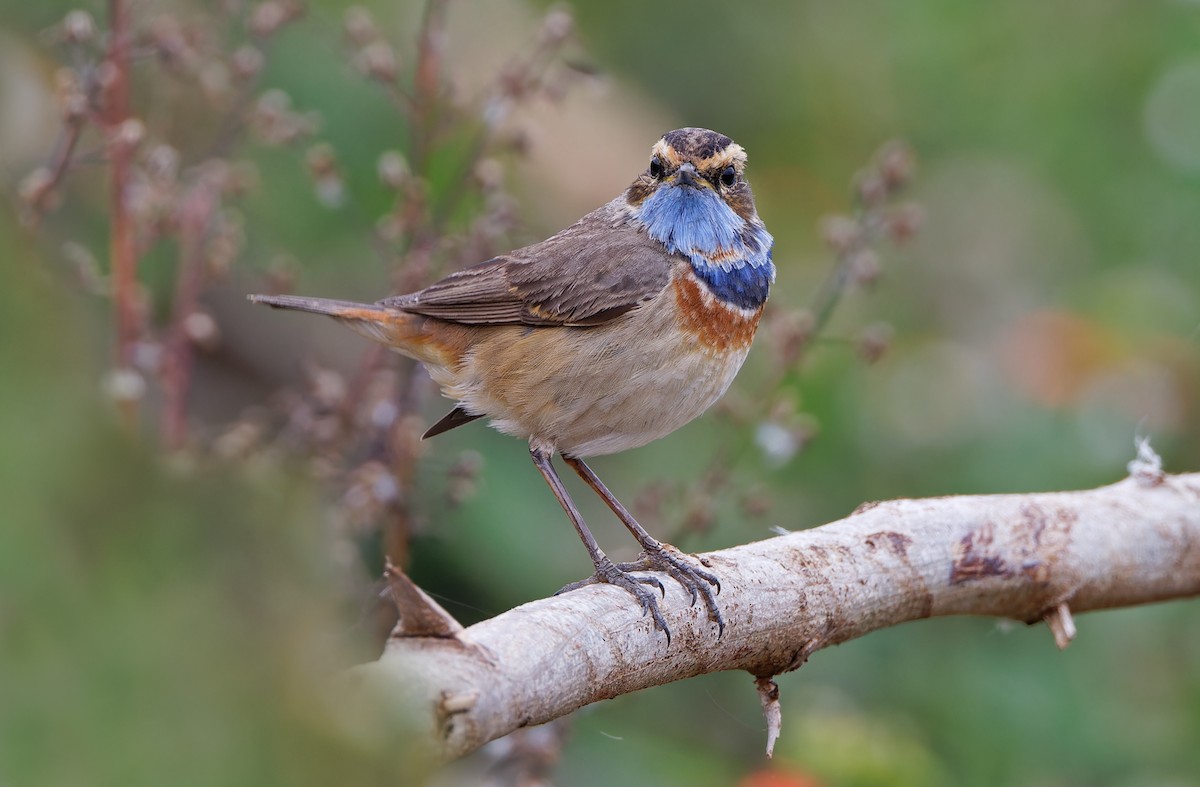 Bluethroat (Red-spotted) - ML617817645