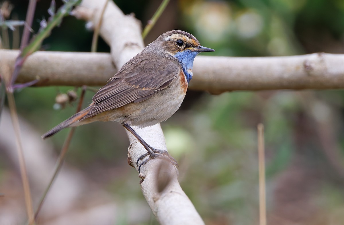 Bluethroat (Red-spotted) - ML617817646