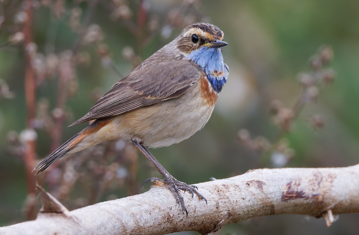 Bluethroat (Red-spotted) - ML617817647