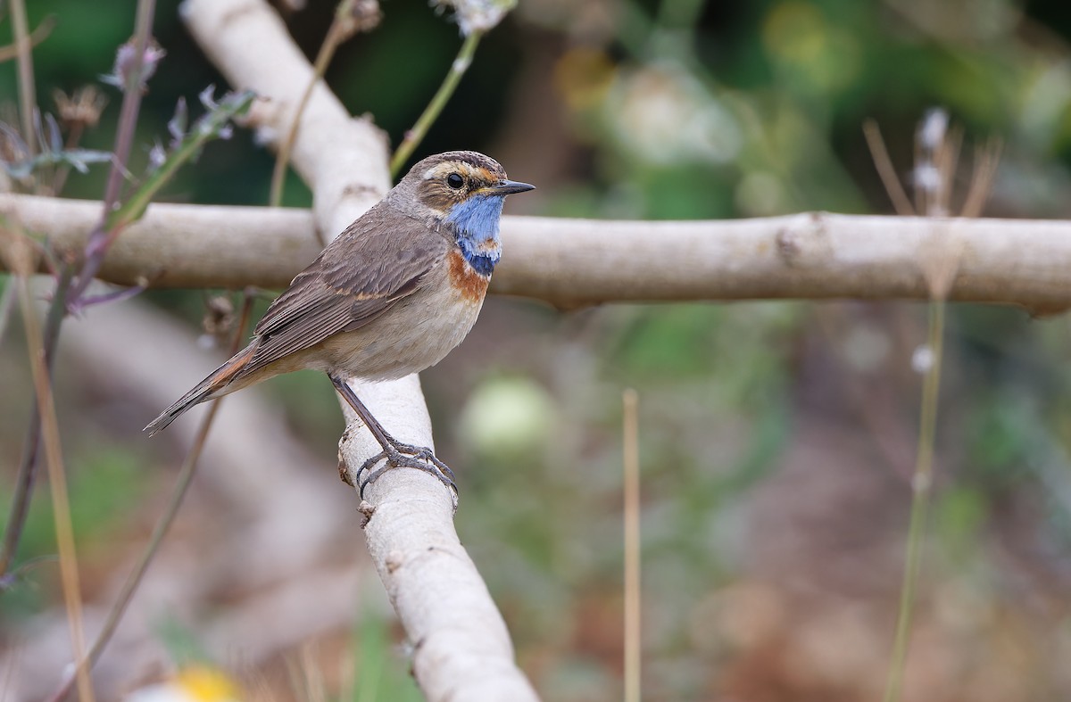 Bluethroat (Red-spotted) - ML617817648