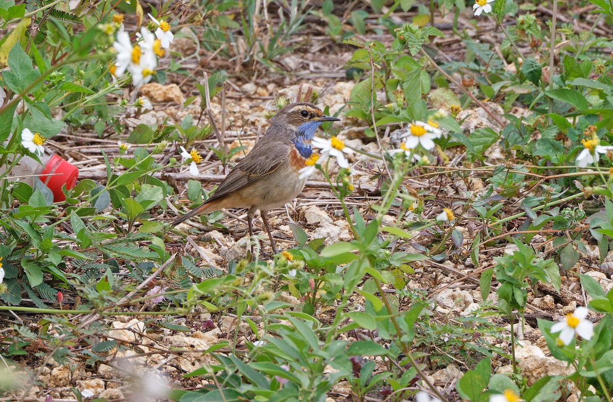 Bluethroat (Red-spotted) - ML617817649