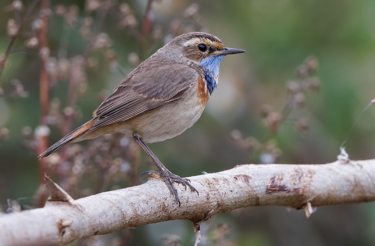 Bluethroat (Red-spotted) - ML617817650