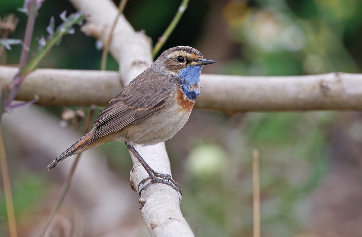 Bluethroat (Red-spotted) - ML617817651