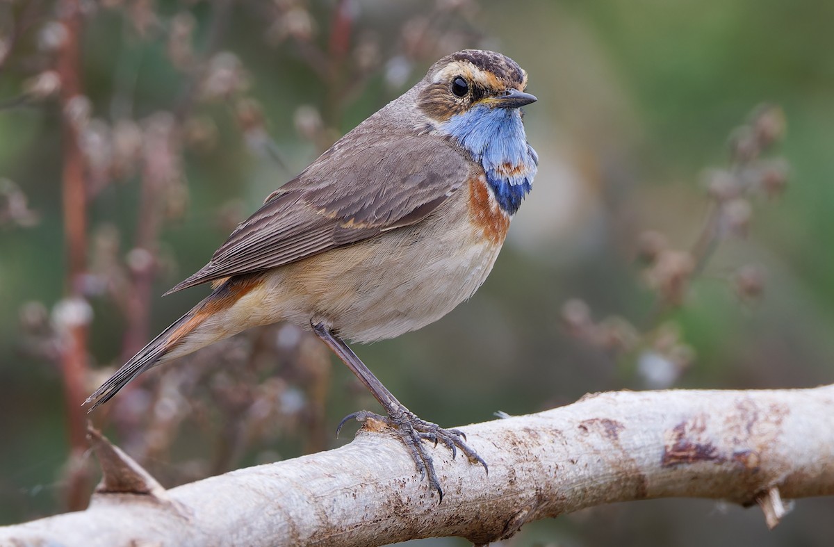 Bluethroat (Red-spotted) - ML617817652