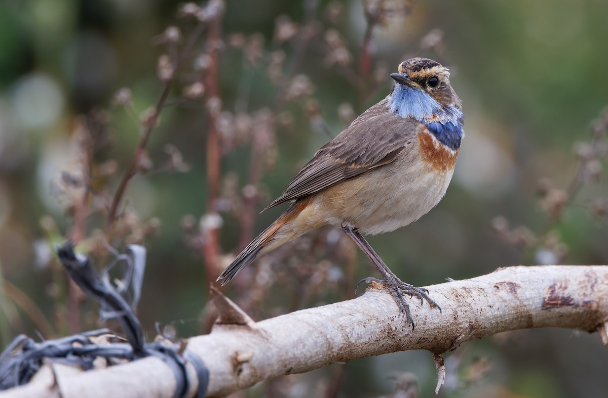 Bluethroat (Red-spotted) - ML617817653