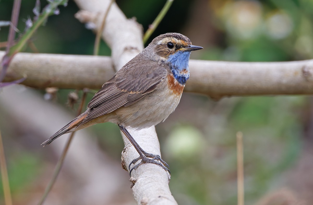 Bluethroat (Red-spotted) - ML617817654