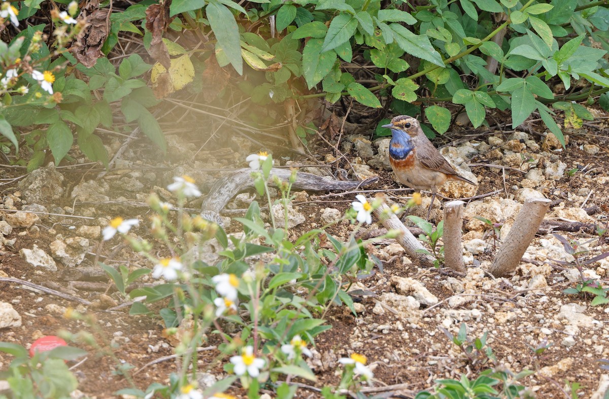 Bluethroat (Red-spotted) - ML617817656