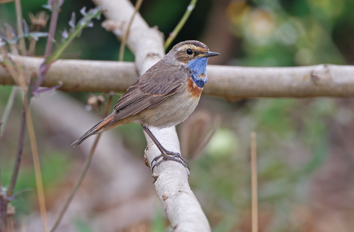 Bluethroat (Red-spotted) - ML617817657