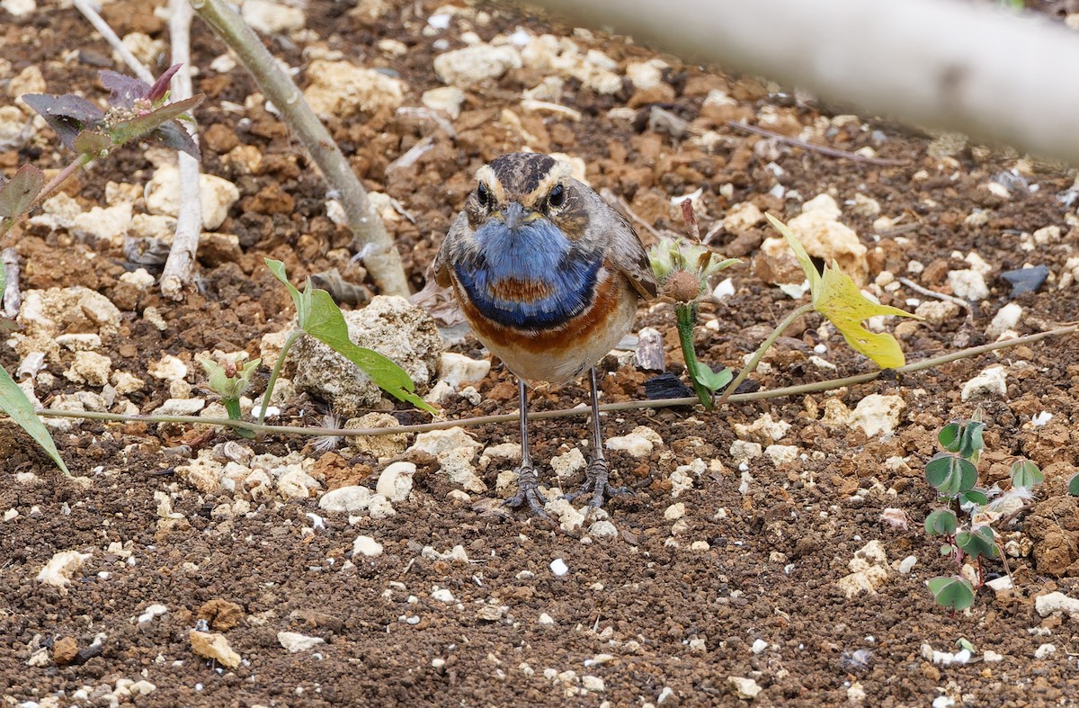 Bluethroat (Red-spotted) - ML617817658