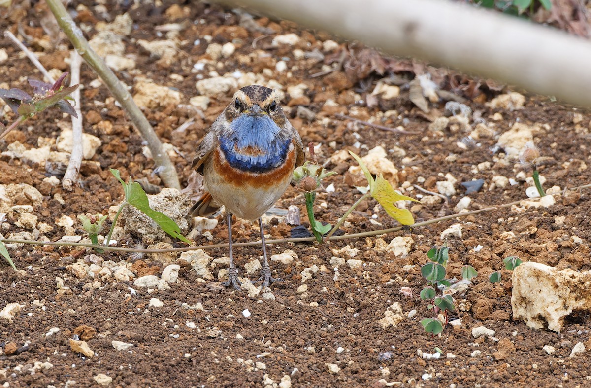 Bluethroat (Red-spotted) - ML617817659