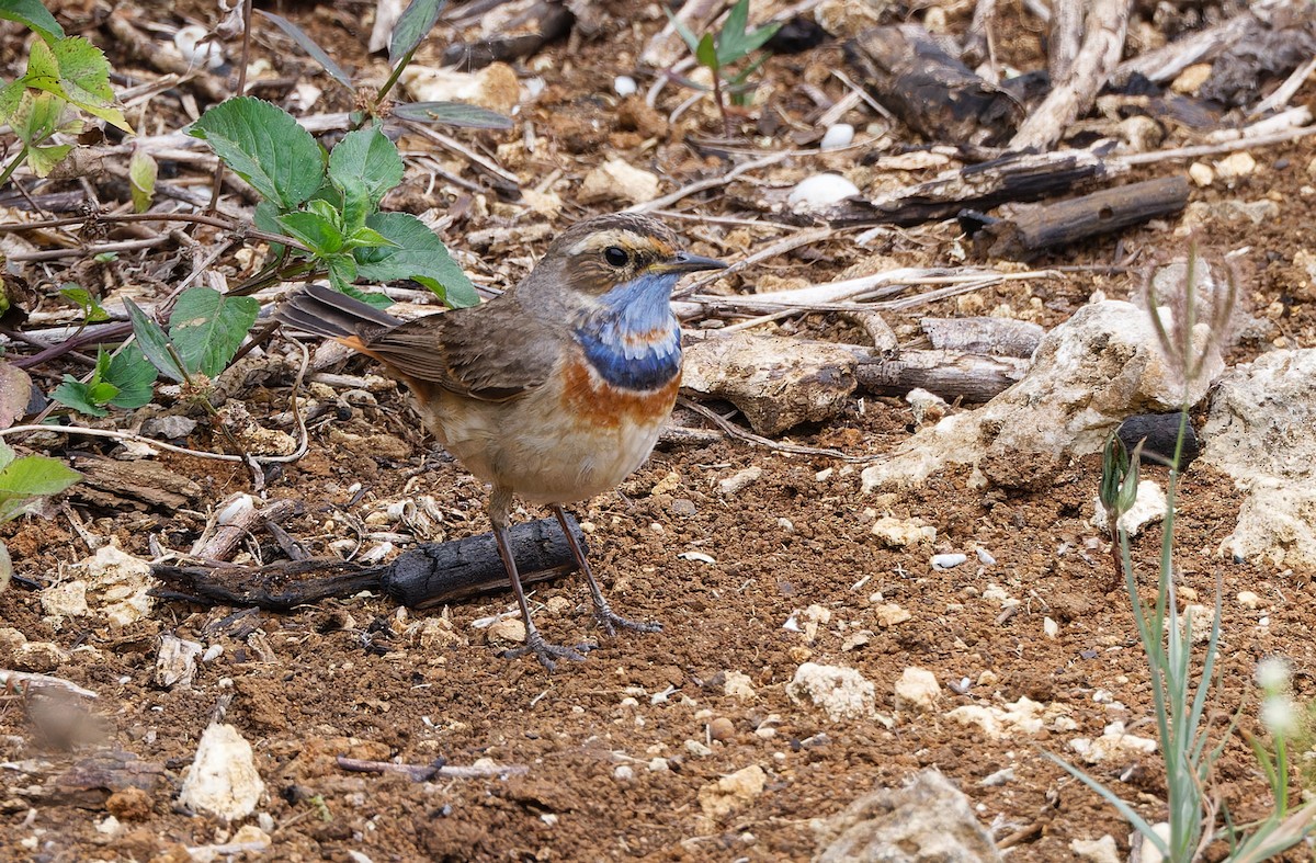 Bluethroat (Red-spotted) - ML617817660