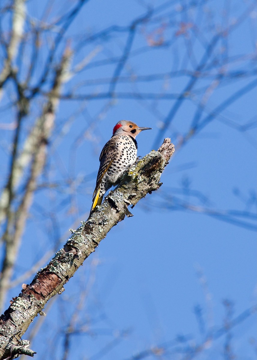 Northern Flicker (Yellow-shafted) - ML617817665
