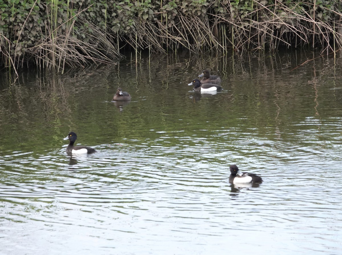 Tufted Duck - ML617817720