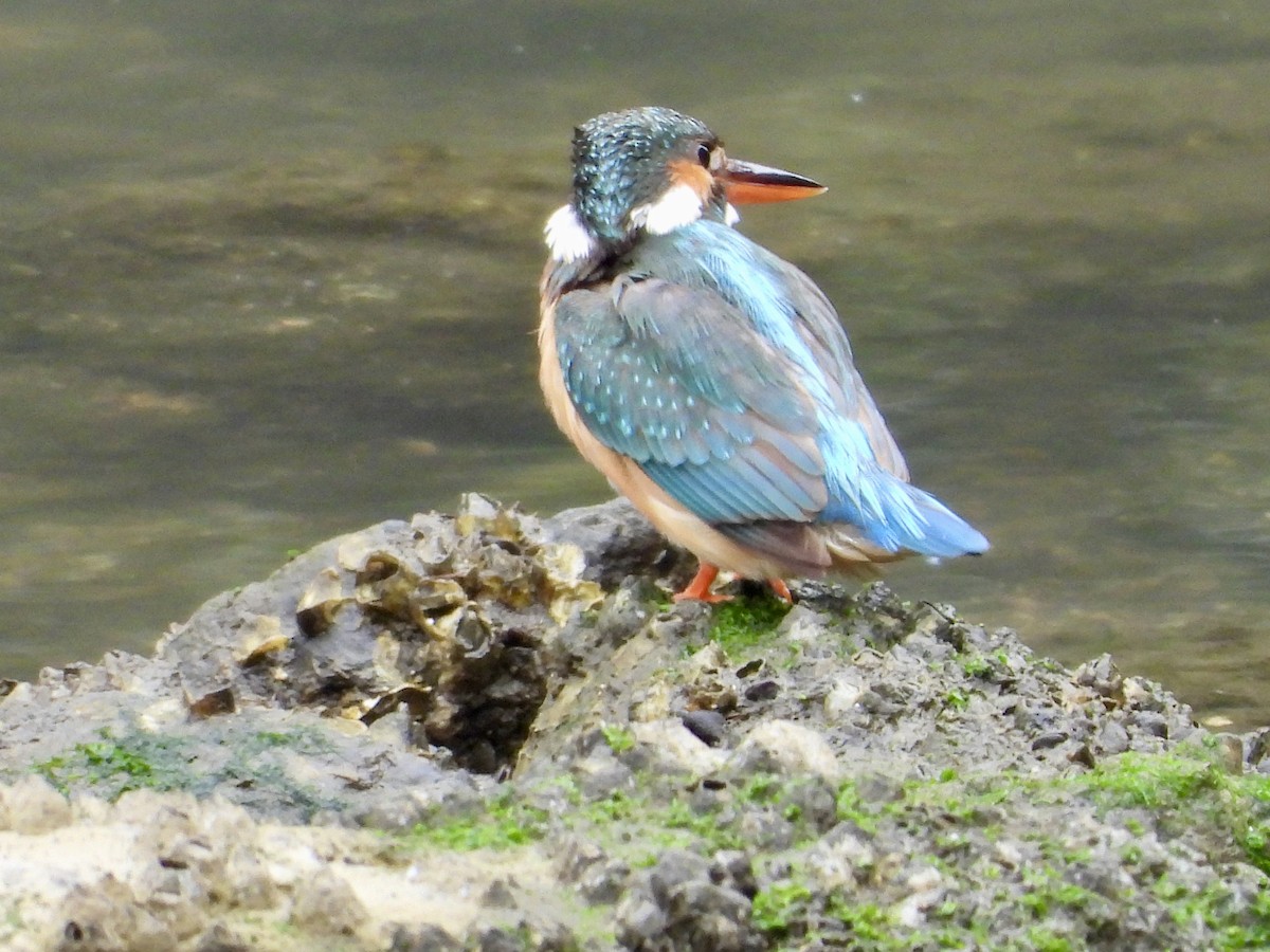 Common Kingfisher - ML617817730
