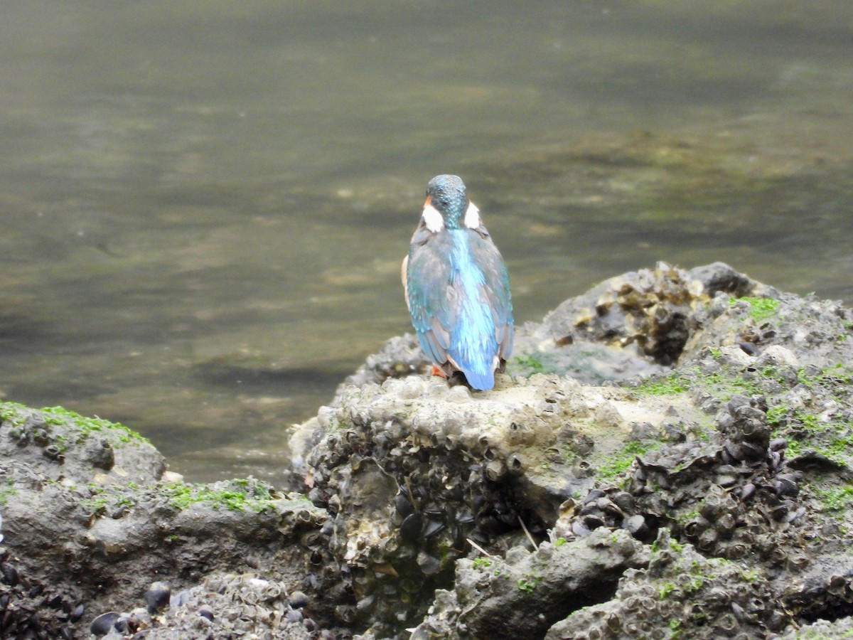 Common Kingfisher - Elizabeth Irwin