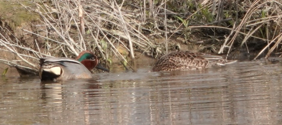 Green-winged Teal - ML617817733