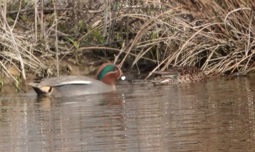 Green-winged Teal - ML617817734