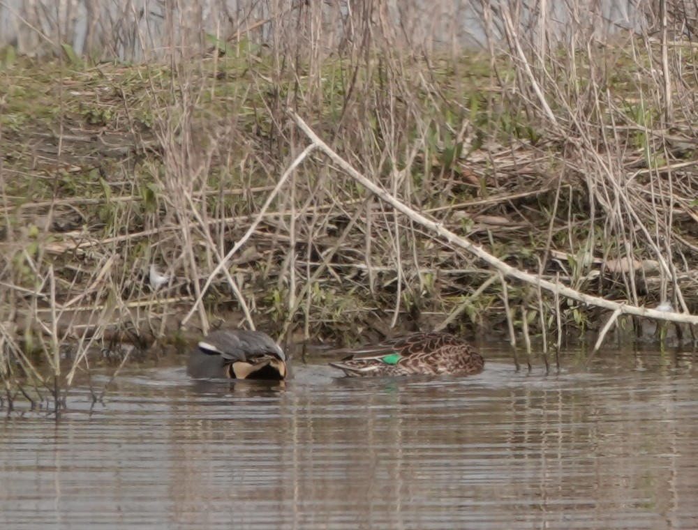Green-winged Teal - ML617817735