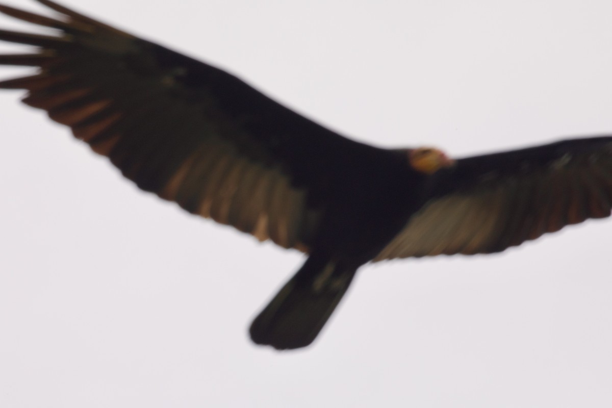 Turkey Vulture - Randy Bumbury
