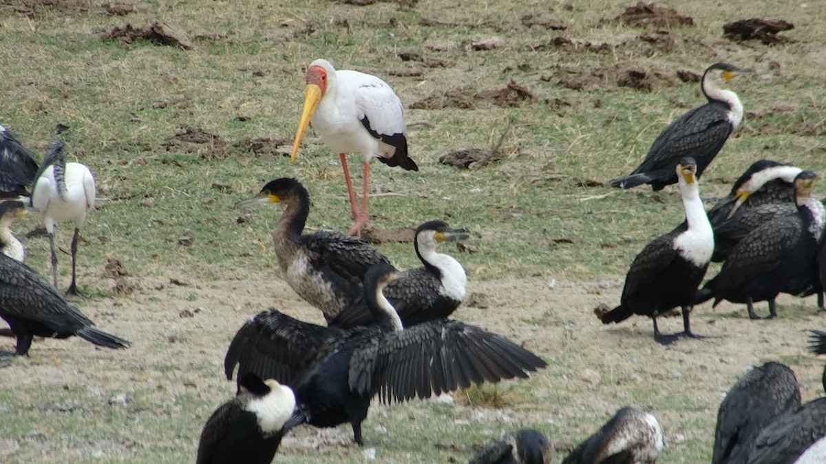 Yellow-billed Stork - ML617817753