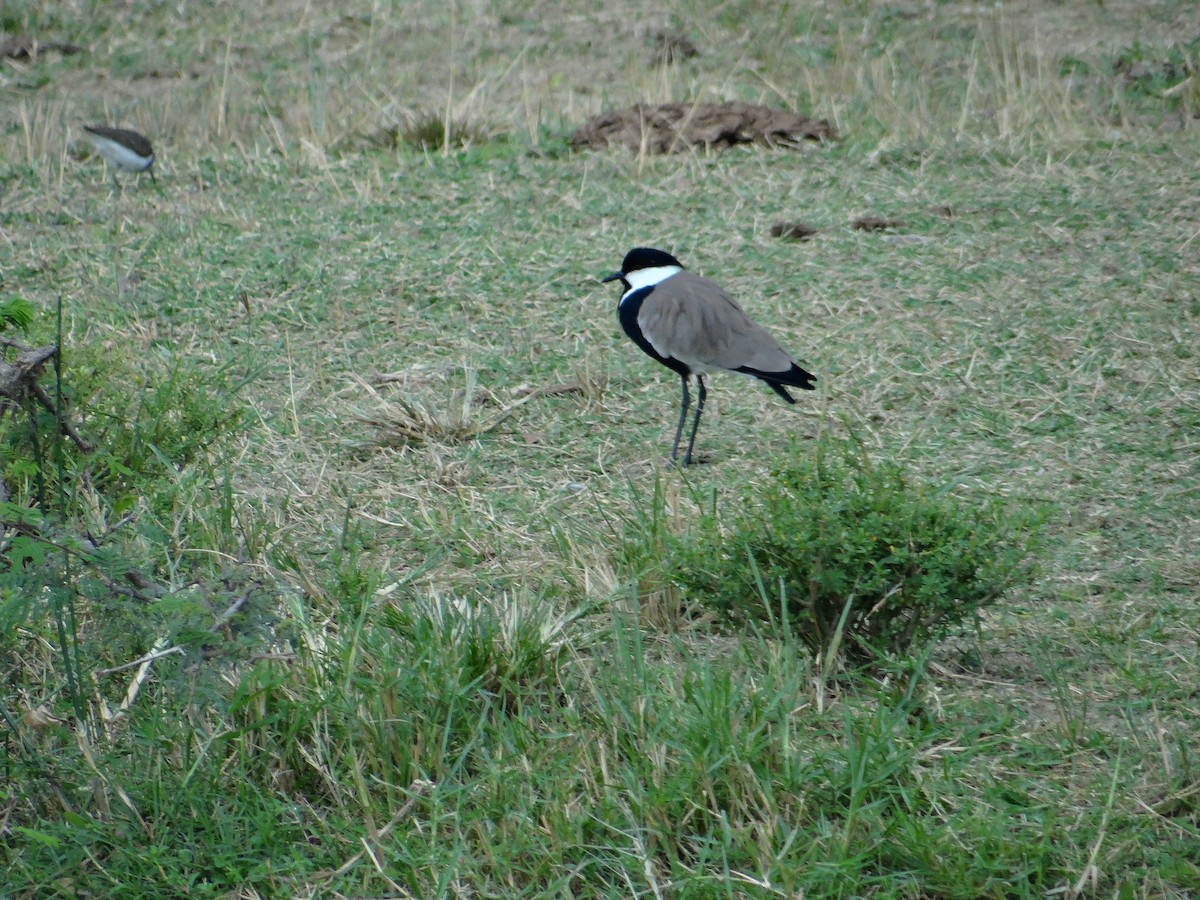 Spur-winged Lapwing - ML617817758