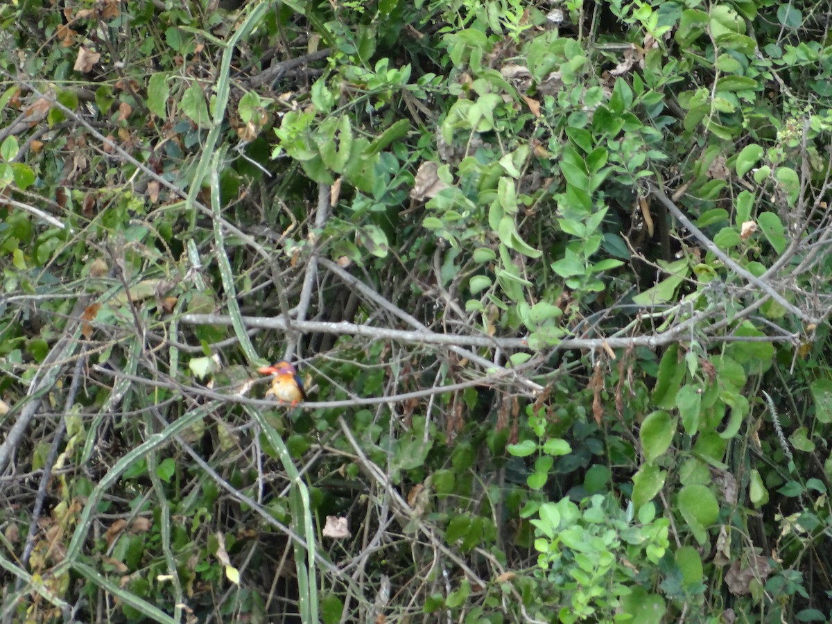 African Pygmy Kingfisher - ML617817767