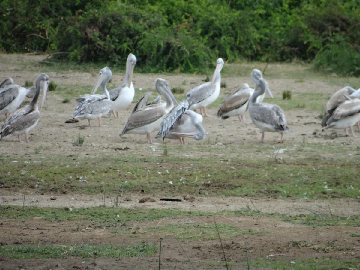 pelikán africký - ML617817777