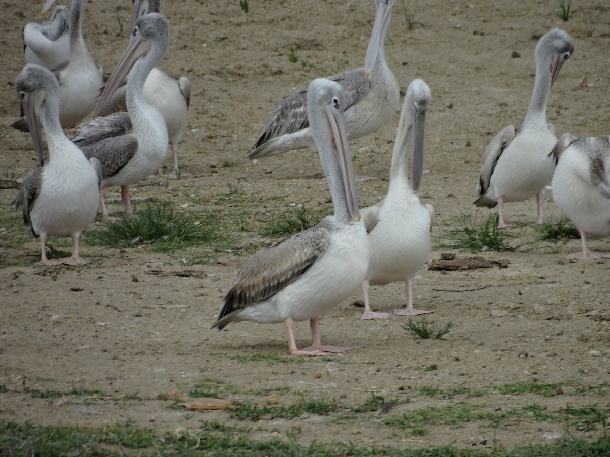 Pink-backed Pelican - ML617817778