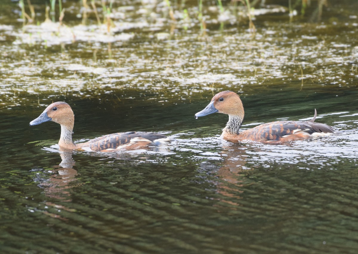 Fulvous Whistling-Duck - ML617817876