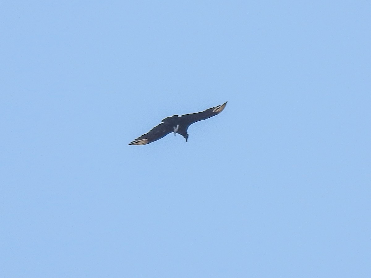 Black Vulture - ML617817882