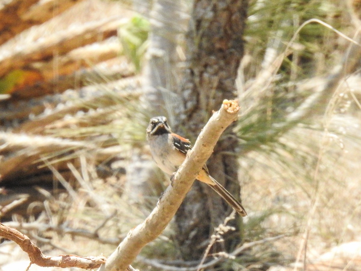 Bridled Sparrow - ML617817888