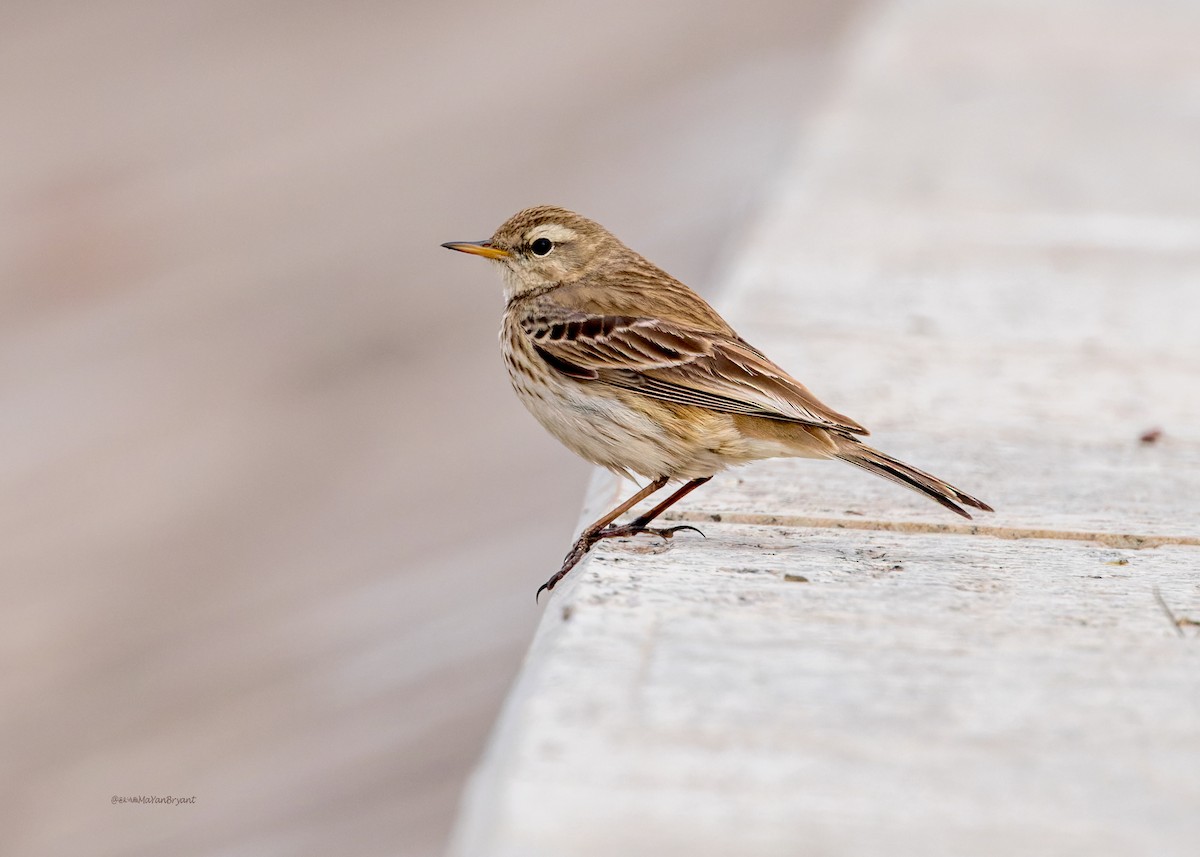 Water Pipit - ML617817948