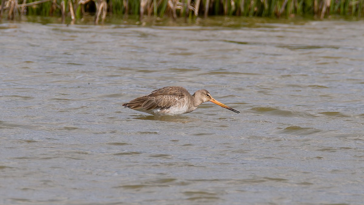 Black-tailed Godwit (limosa) - Peter Kennerley