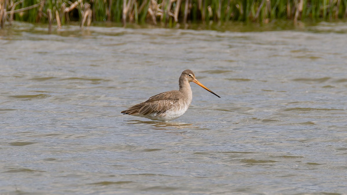Black-tailed Godwit (limosa) - Peter Kennerley