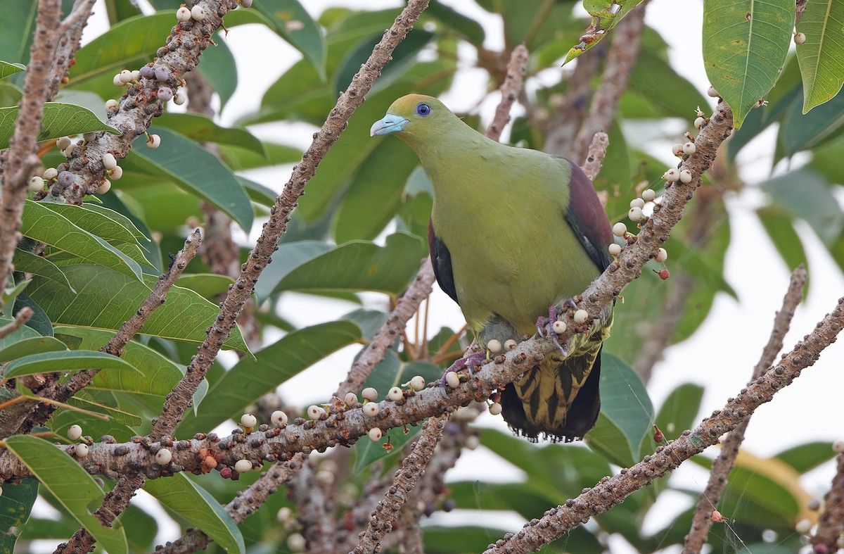 Whistling Green-Pigeon - ML617817983