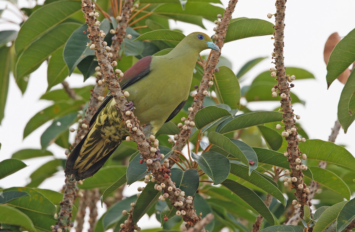 Whistling Green-Pigeon - ML617817984