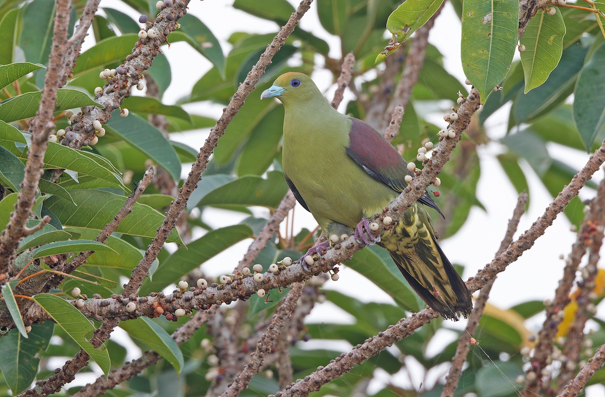Whistling Green-Pigeon - ML617817985