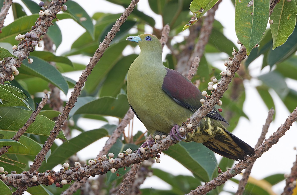 Whistling Green-Pigeon - ML617817986