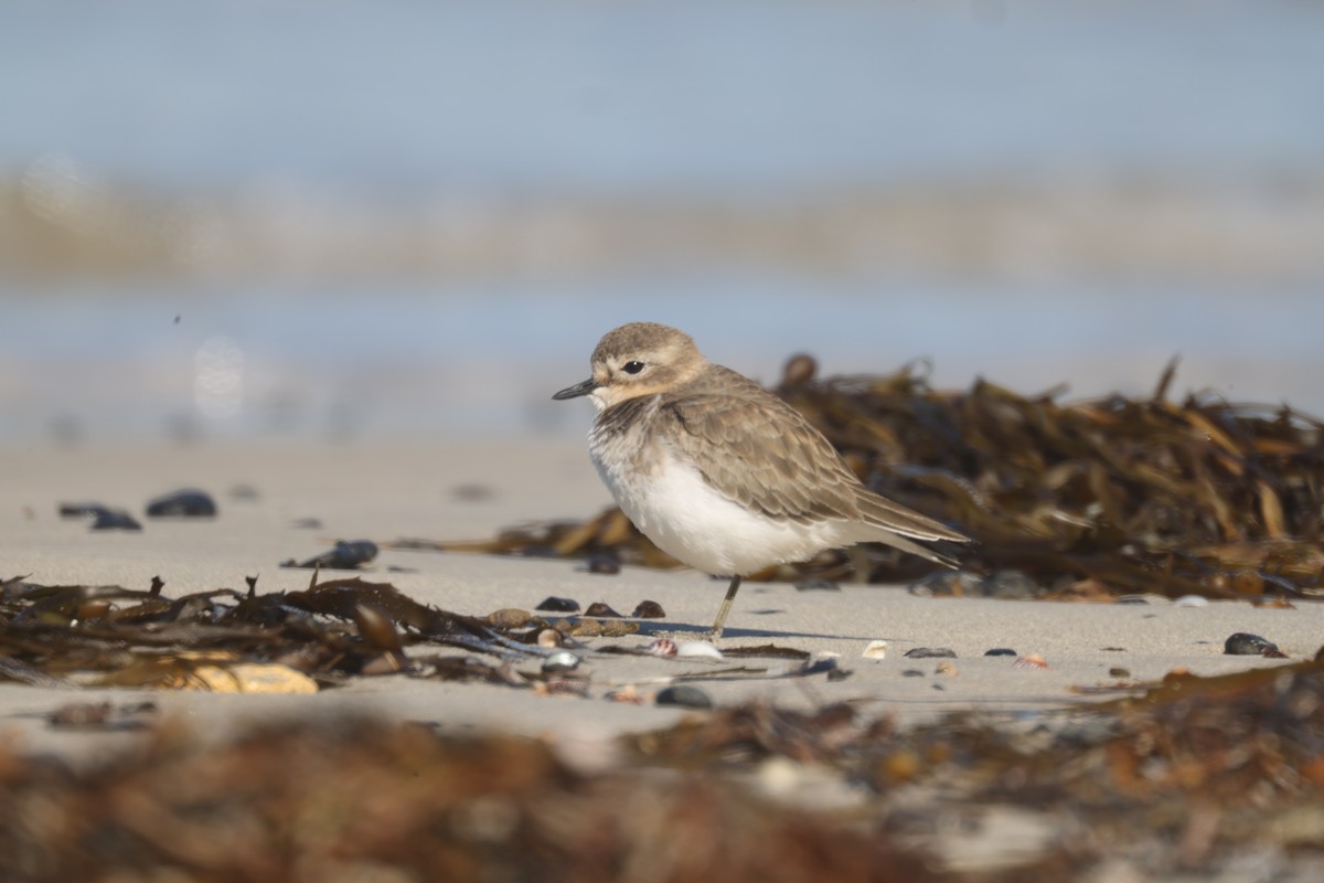 Double-banded Plover - GEOFFREY SHINKFIELD