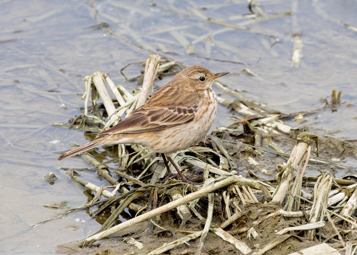 Water Pipit - ML617818028
