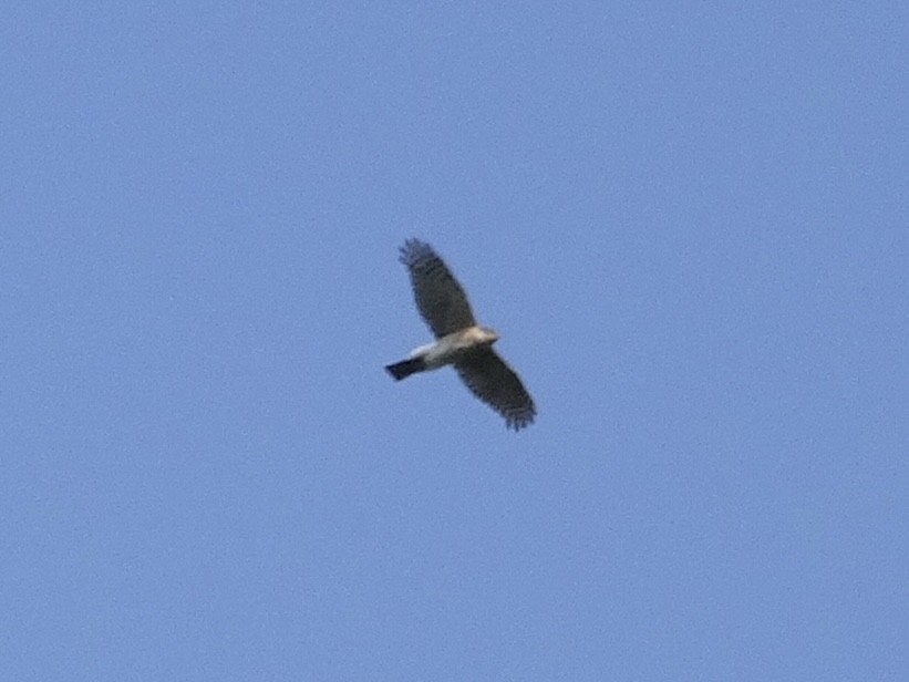 Eurasian Sparrowhawk - ML617818042