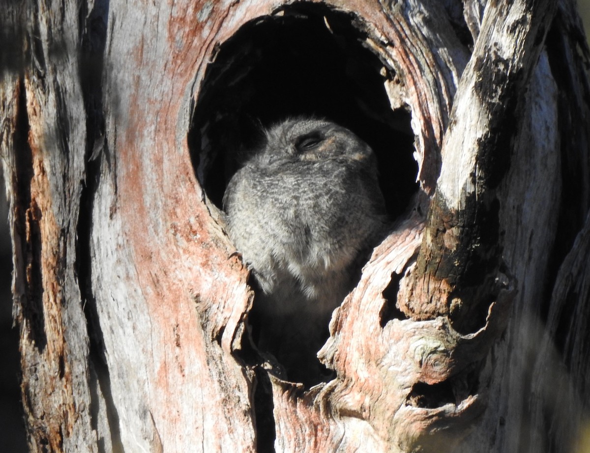 Australian Owlet-nightjar - Mark Ley